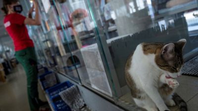 Tierschutzbund schlägt angesichts zunehmend überlaufener Tierheime Alarm