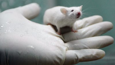 Biotechnologie überschreitet Grenzen – männliche Ratten bekommen Kinder