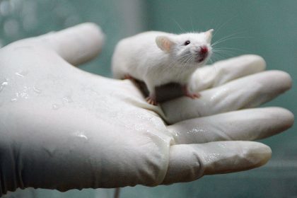 Biotechnologie überschreitet Grenzen – männliche Ratten bekommen Kinder