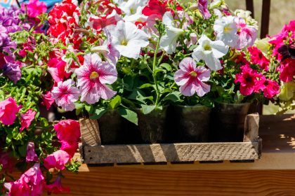 Trotz Lockdown: Berliner Ladenbesitzer hält Blumengeschäft während Corona-Pandemie geöffnet