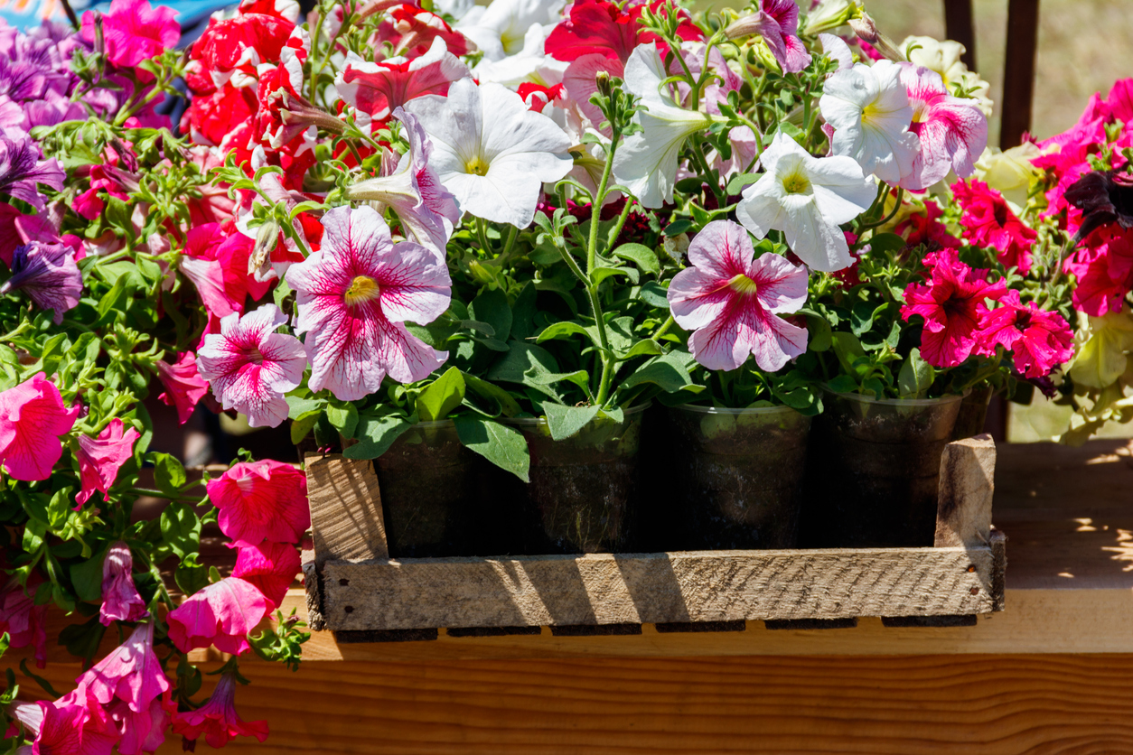 Trotz Lockdown Berliner Ladenbesitzer hält Blumengeschäft während