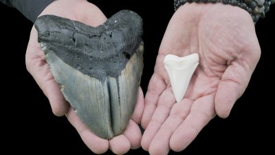 Fehler in Mathestunde führt zu „größeren“ Erkenntnissen über gigantischen Urzeit-Hai Megalodon