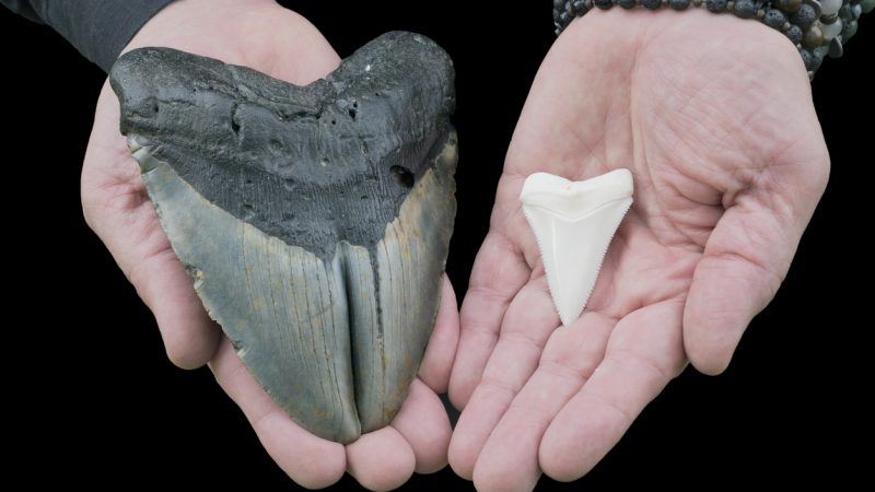 Vergleich eines Zahns von Megalodon und Weißem Hai
