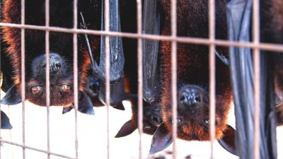 Oxford-Studie: Auf dem Tiermarkt in Wuhan wurden keine Fledermäuse oder Schuppentiere verkauft