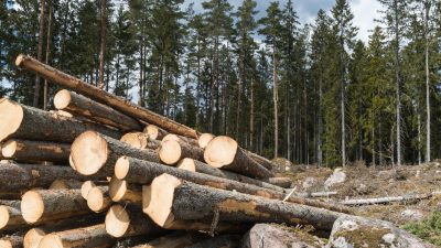 Holzpreise explodieren: Altmaier will mehr Fichten fällen lassen