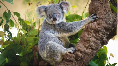 Australische Forscher testen Gesichtserkennung für Koalas