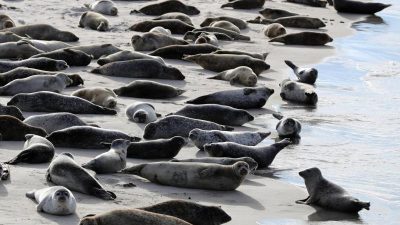 Seehund-Zählung im Wattenmeer gestartet