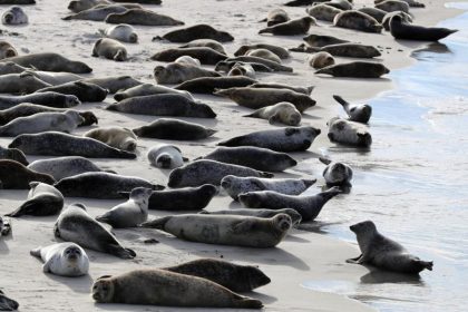 Seehund-Zählung im Wattenmeer gestartet