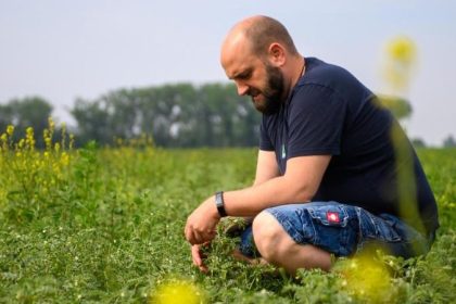 Super-Eiweiß-Pflanze: Landwirte entdecken Kichererbse