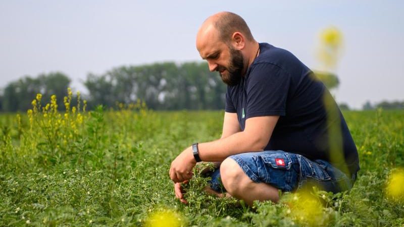 Super-Eiweiß-Pflanze: Landwirte entdecken Kichererbse