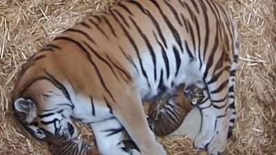 Zwei Tigerbabys im Duisburger Zoo geboren