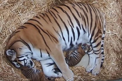 Zwei Tigerbabys im Duisburger Zoo geboren
