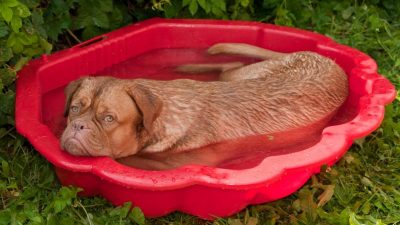 Hundstage: „Tierische“ Hitze Ende Juli und im August nicht Namenspate