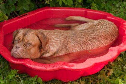 Hundstage: „Tierische“ Hitze Ende Juli und im August nicht Namenspate