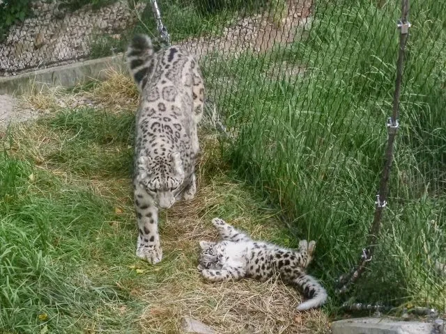 Drei Schneeleoparden-Babys aus dem Stuttgarter Zoo bekommen Ausgang