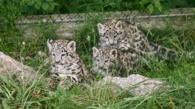 Kuscheliges Trio: Schneeleoparden-Babys aus Stuttgarter Zoo haben Ausgang