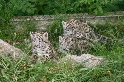 Kuscheliges Trio: Schneeleoparden-Babys aus Stuttgarter Zoo haben Ausgang