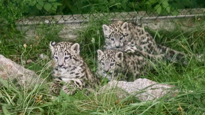 Drei Schneeleoparden-Babys aus dem Stuttgarter Zoo bekommen Ausgang