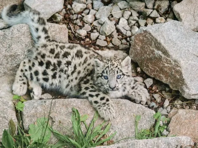 Kleine Raubkatze auf Streifzug