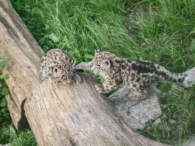 Drei Schneeleoparden-Babys aus dem Stuttgarter Zoo bekommen Ausgang