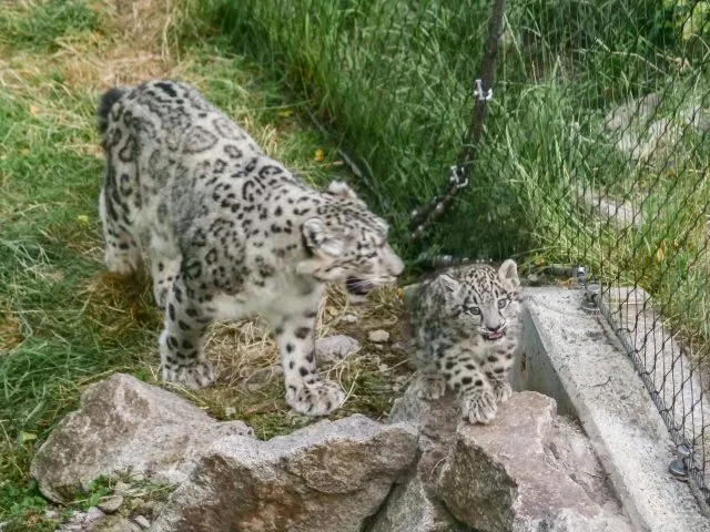 Drei Schneeleoparden-Babys aus dem Stuttgarter Zoo bekommen Ausgang