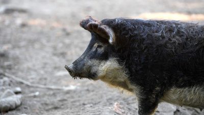 Afrikanische Schweinepest in Deutschland erstmals bei Hausschweinen festgestellt