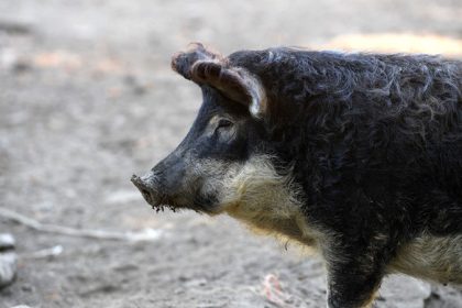 Afrikanische Schweinepest in Deutschland erstmals bei Hausschweinen festgestellt