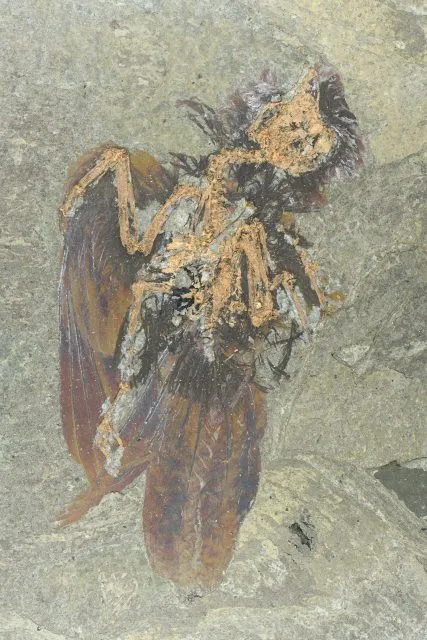 Vogelfossil aus der Grube Messel
