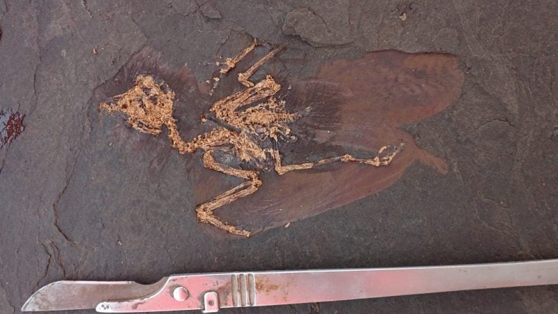 Vogelfossil aus der Grube Messel