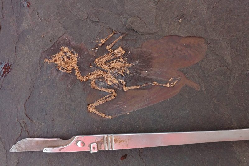 Vogelfossil aus der Grube Messel