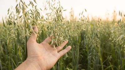Bauernverband rechnet mit einer besseren Getreideernte als 2020