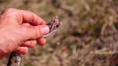 Österreich: Junger Mann von Giftschlange getötet – 65-Jähriger von Würgeschlange verletzt