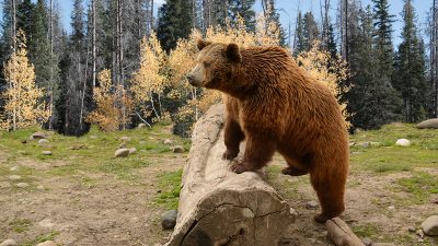 Mann offenbar eine Woche lang in Wildnis von Alaska von Bär verfolgt