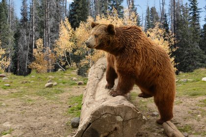 Mann offenbar eine Woche lang in Wildnis von Alaska von Bär verfolgt