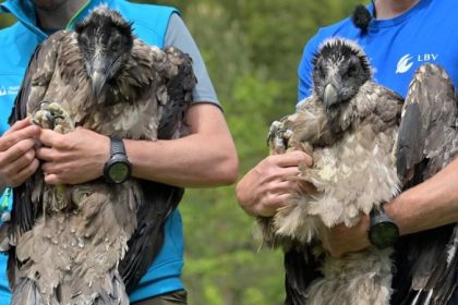 Nach Ausrottung: Ausgewilderte Bartgeier kurz vor Erstflug
