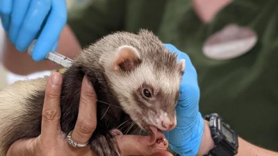 Kalifornien: Zoo impft seine Tiere gegen COVID-19