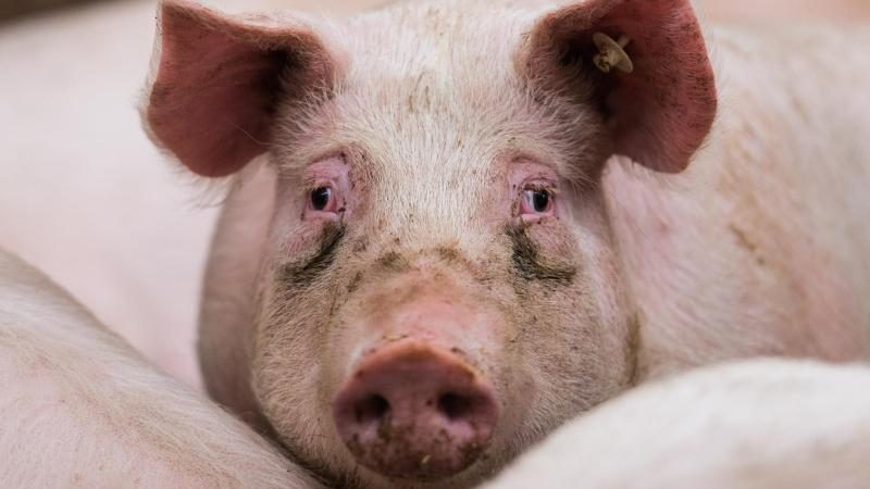Deutscher Schweinehaltung droht flächendeckender Zusammenbruch