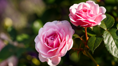 Die Rose ist ohne Warum – Von Angelus Silesius