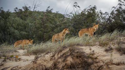 Halsbandkamera enthüllt erstmals das geheime Leben der Dingos
