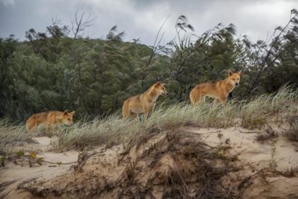 Halsbandkamera enthüllt erstmals das geheime Leben der Dingos