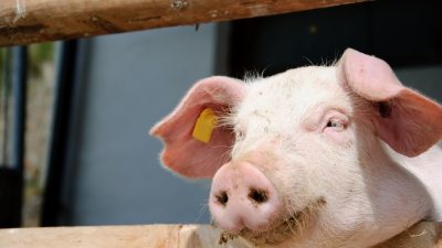 Schweinepest in Brandenburg: Kleinsthaltung von Schweinen soll aufgegeben werden