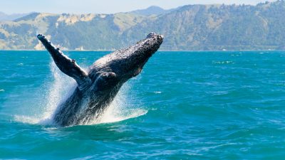 Ägyptische Forscher entdecken bisher unbekannte Wal-Art