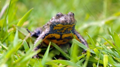 Amphibien und Reptilien in Deutschland am stärksten im Bestand gefährdet
