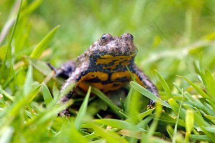 Amphibien und Reptilien in Deutschland am stärksten im Bestand gefährdet