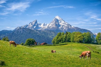 Ehepaar nach Verzehr giftiger Wildbeeren von Berg im Allgäu gerettet