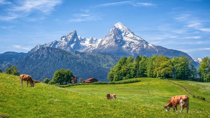 Ehepaar nach Verzehr giftiger Wildbeeren von Berg im Allgäu gerettet