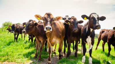 Bio-Milch ist kein Garant, dass Kühe und Kälber auf einer Weide grasen.
