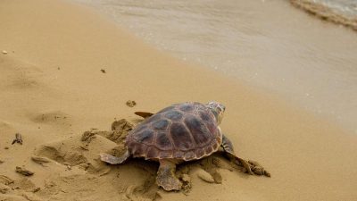 Studie: Plastikmüll als Falle für junge Meeresschildkröten