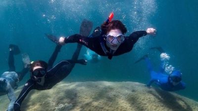 Gut 400 Jahre alt: Koralle im Great Barrier Reef entdeckt