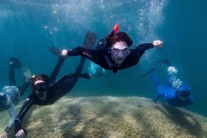Gut 400 Jahre alt: Koralle im Great Barrier Reef entdeckt